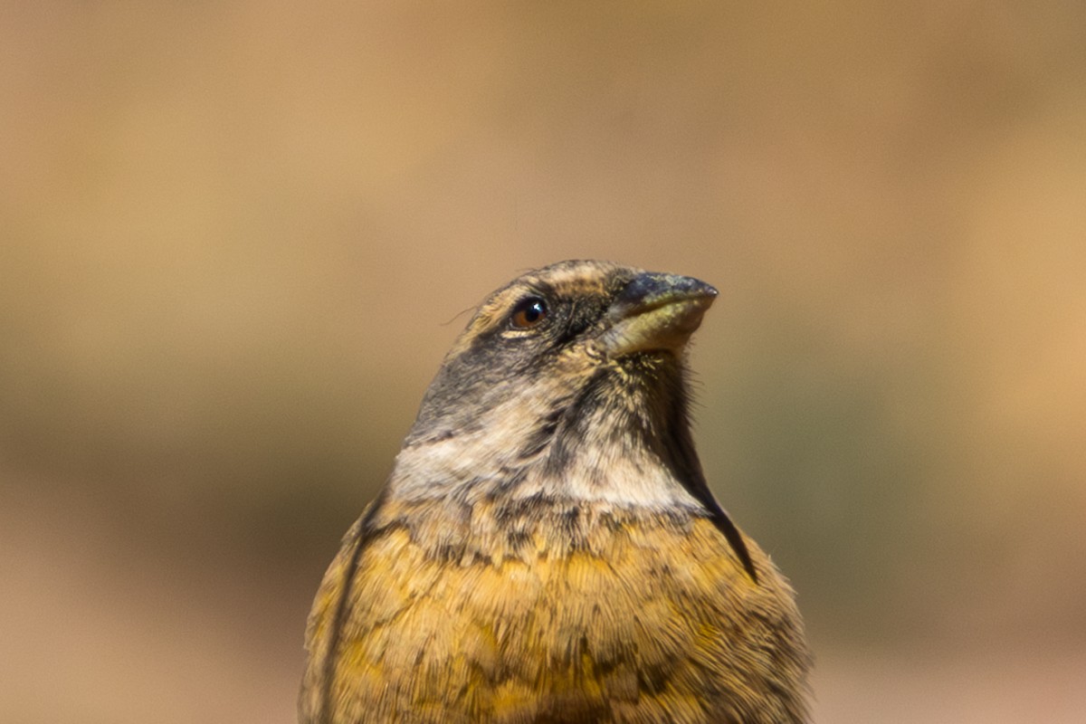 Peruvian Sierra Finch - ML610168265