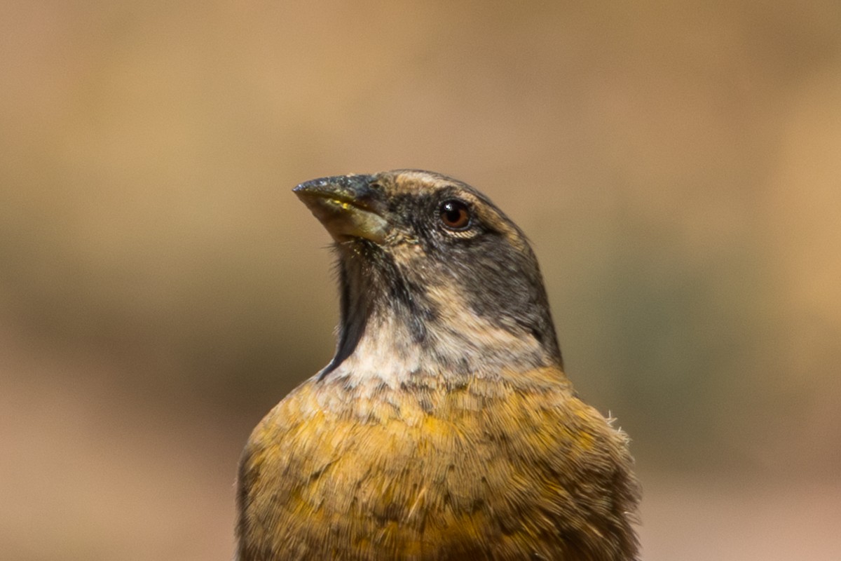 Peruvian Sierra Finch - ML610168266