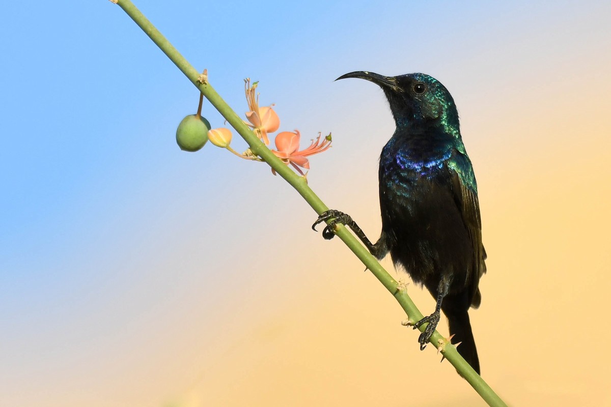 Palestine Sunbird (Palestine) - ML610168550