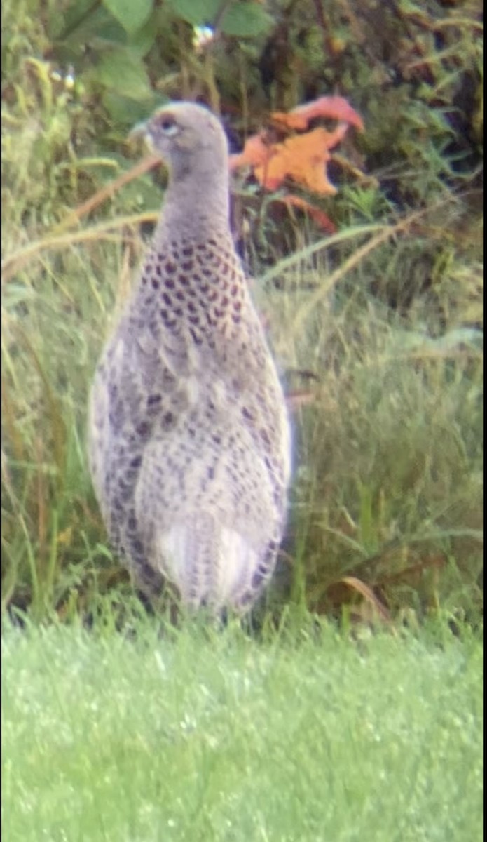 Ring-necked Pheasant - ML610168581