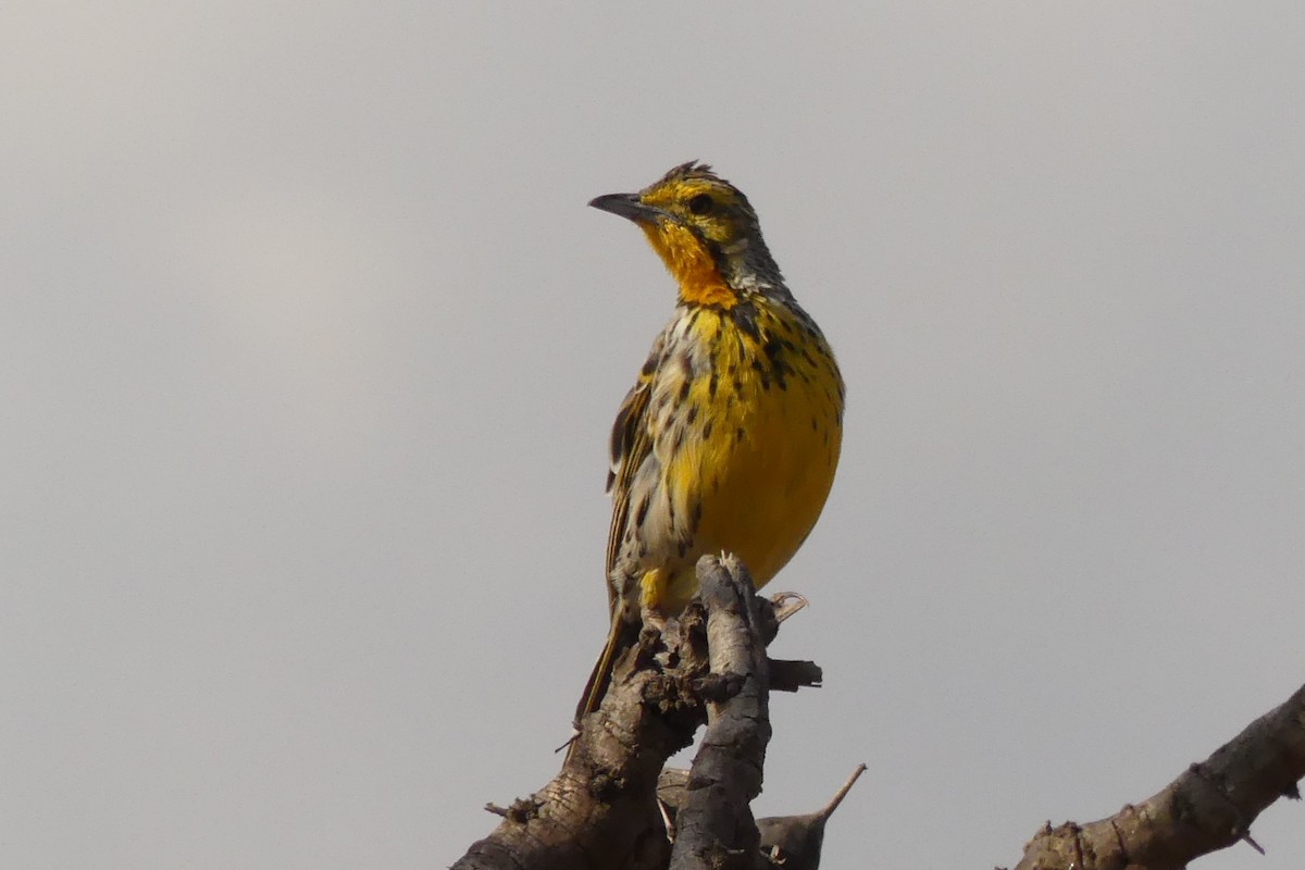 Pangani Longclaw - ML610168711