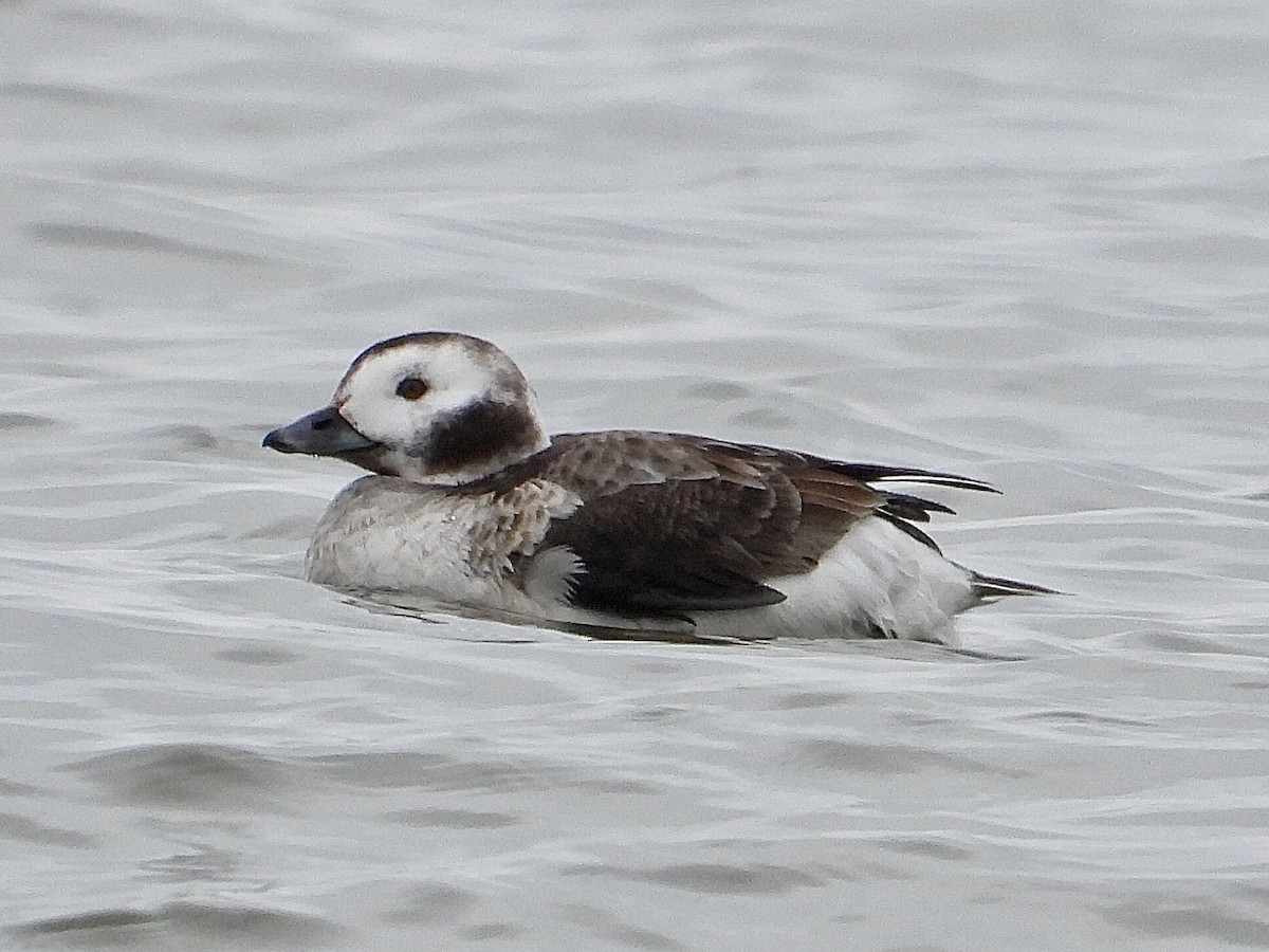 Long-tailed Duck - ML610168782