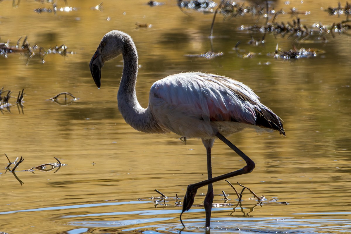 Chilean Flamingo - ML610169098