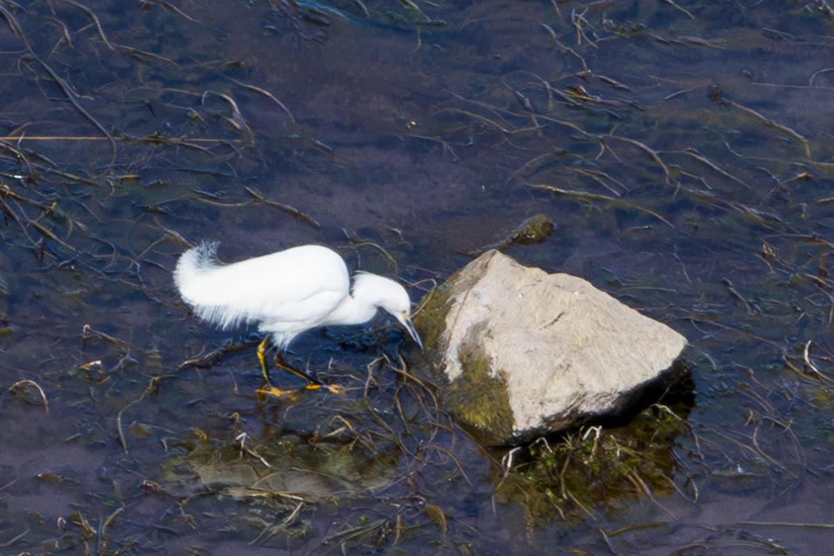 Snowy Egret - ML610169132