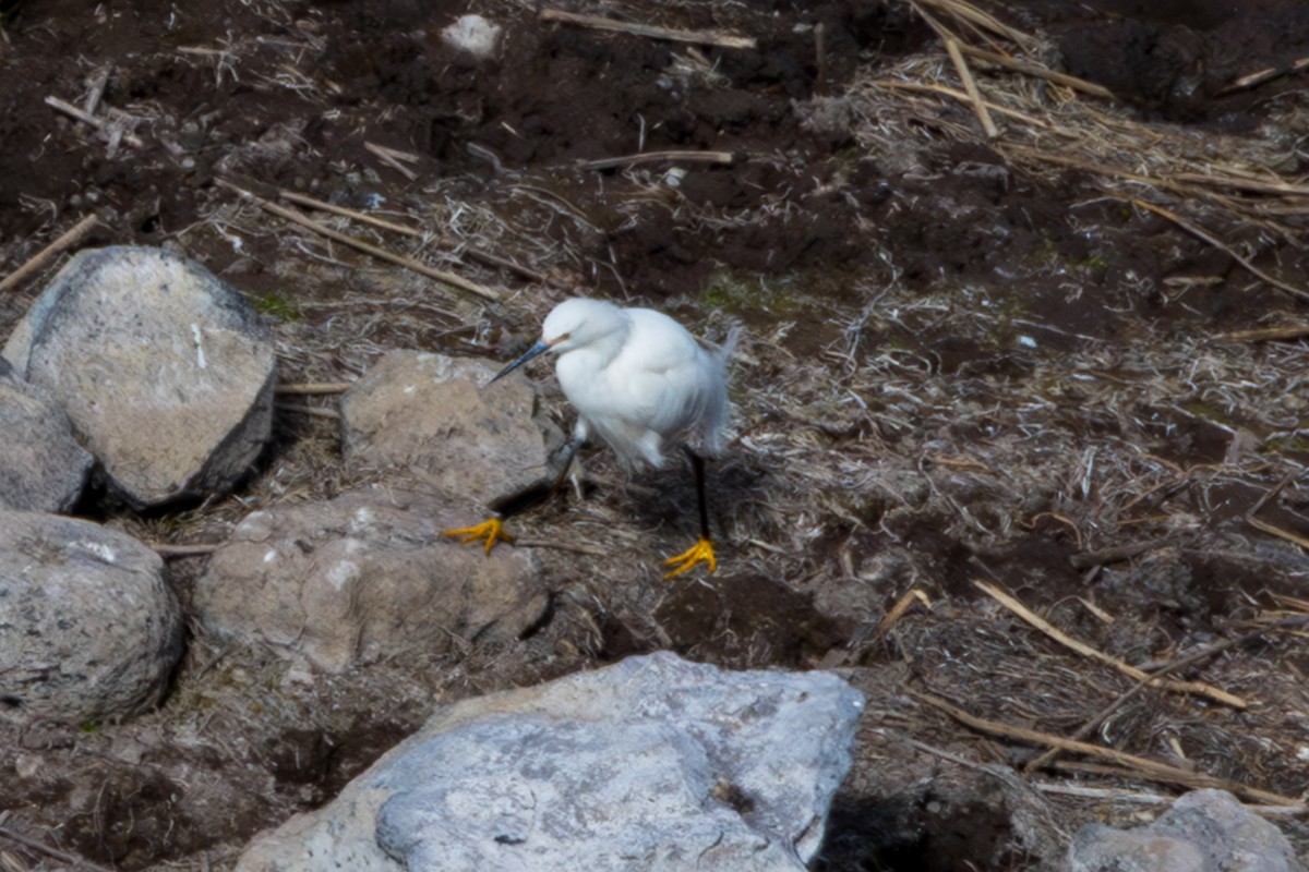 Snowy Egret - ML610169134