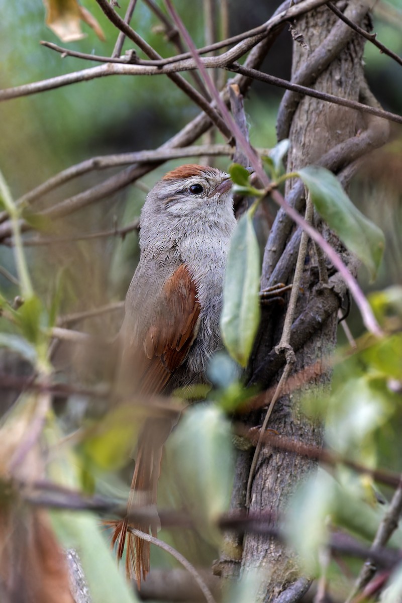 Bolivian Spinetail - ML610169306