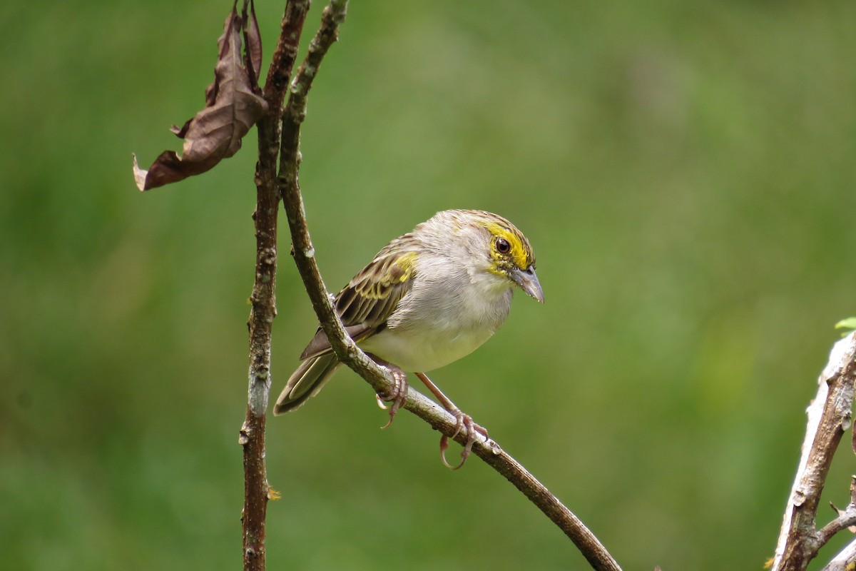 Yellow-browed Sparrow - ML610169478