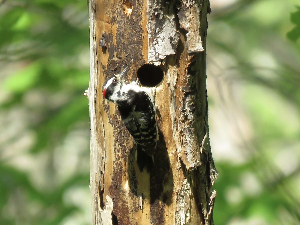 Downy Woodpecker (Eastern) - ML610169532