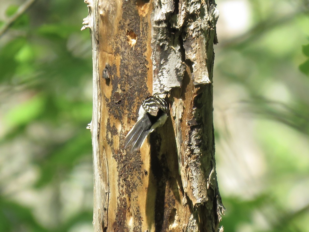 Downy Woodpecker (Eastern) - ML610169534