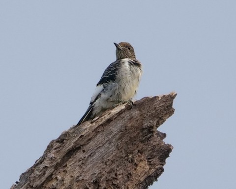 Red-headed Woodpecker - Roger Horn