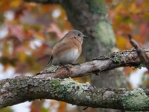 Eastern Bluebird - Roger Horn