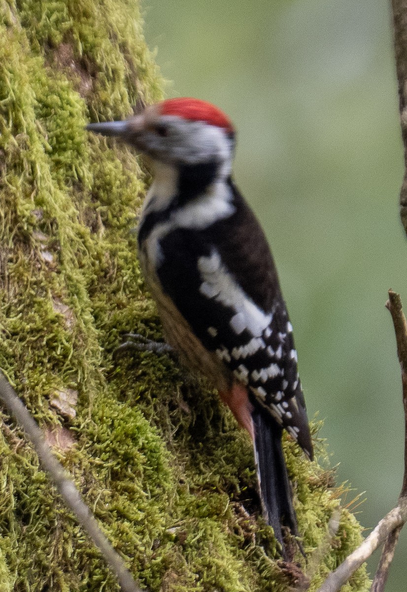 Middle Spotted Woodpecker - ML610169770
