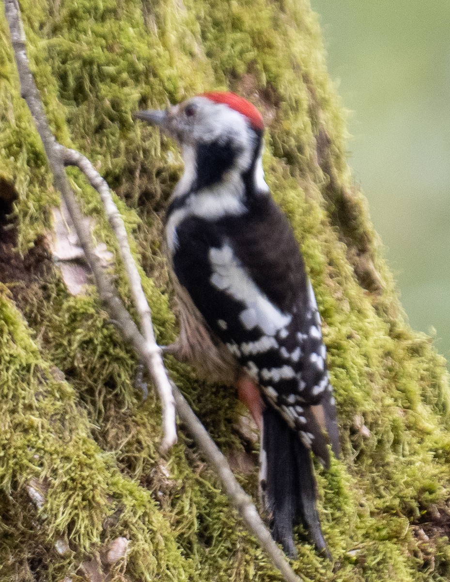 Middle Spotted Woodpecker - ML610169776