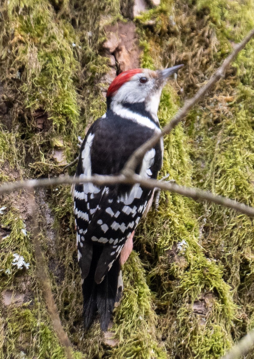 Middle Spotted Woodpecker - ML610169788