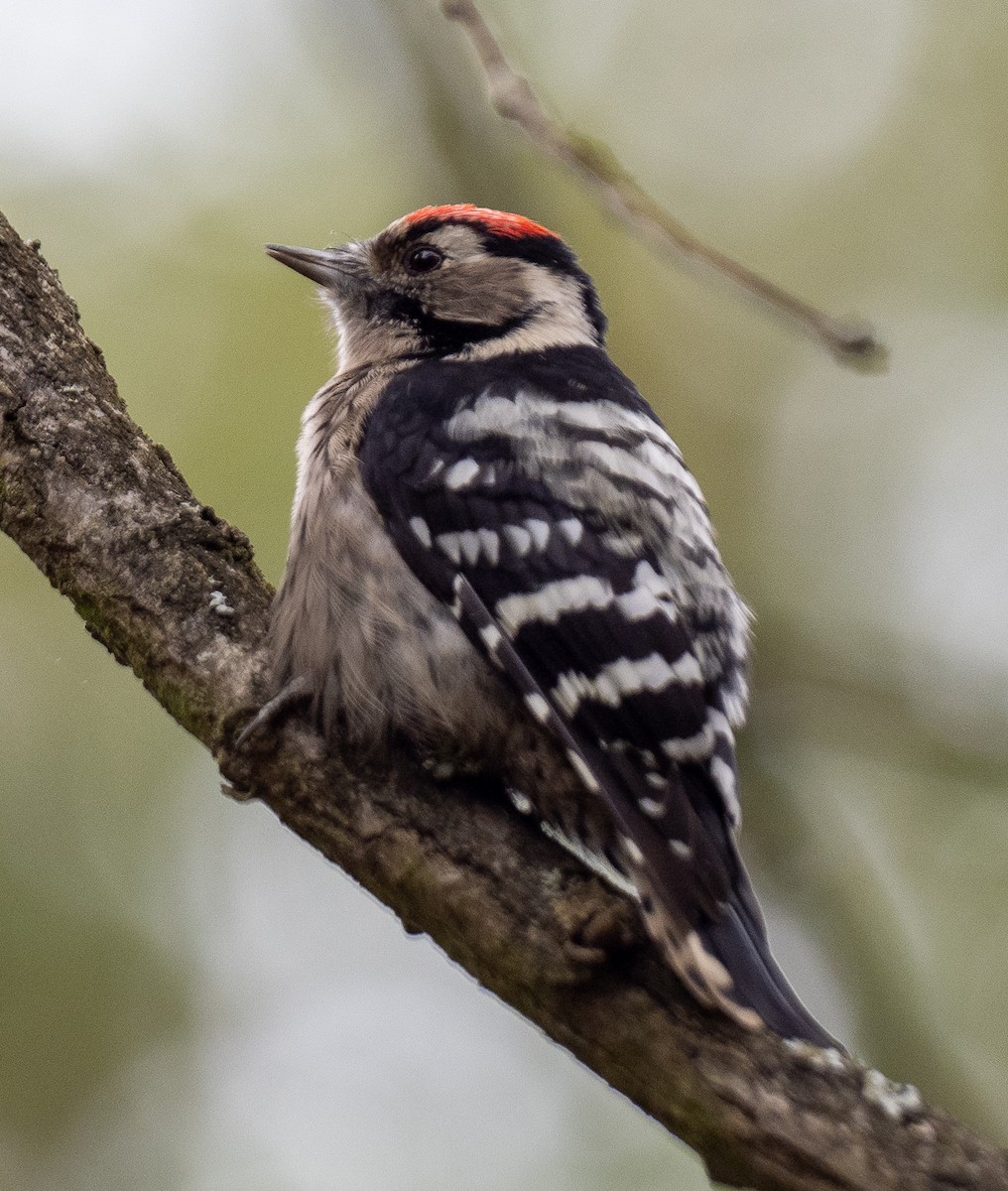 Lesser Spotted Woodpecker - ML610169796