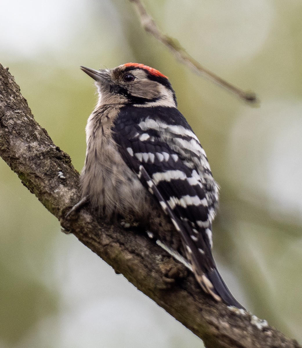 Lesser Spotted Woodpecker - ML610169859