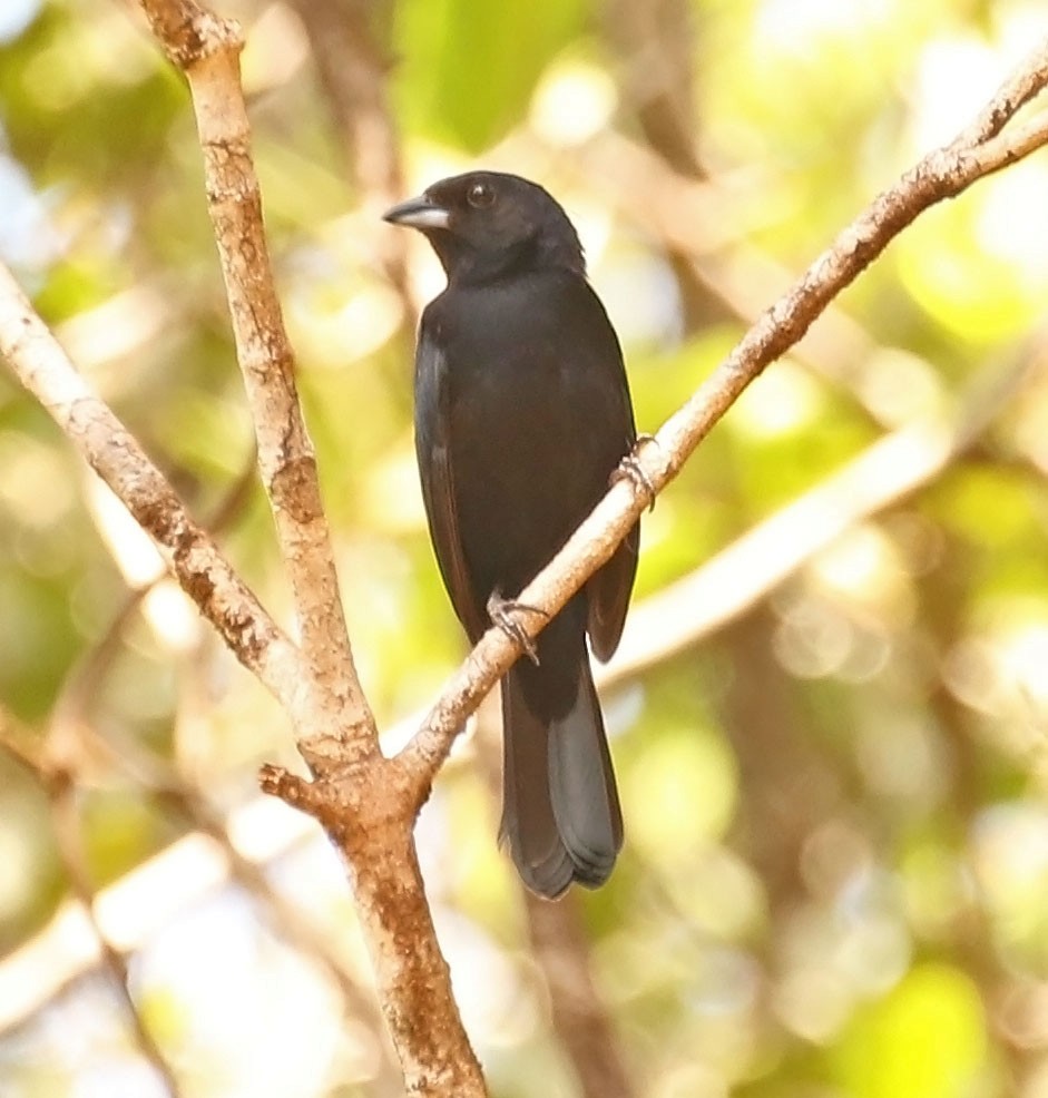 Red-shouldered Tanager - ML610169974