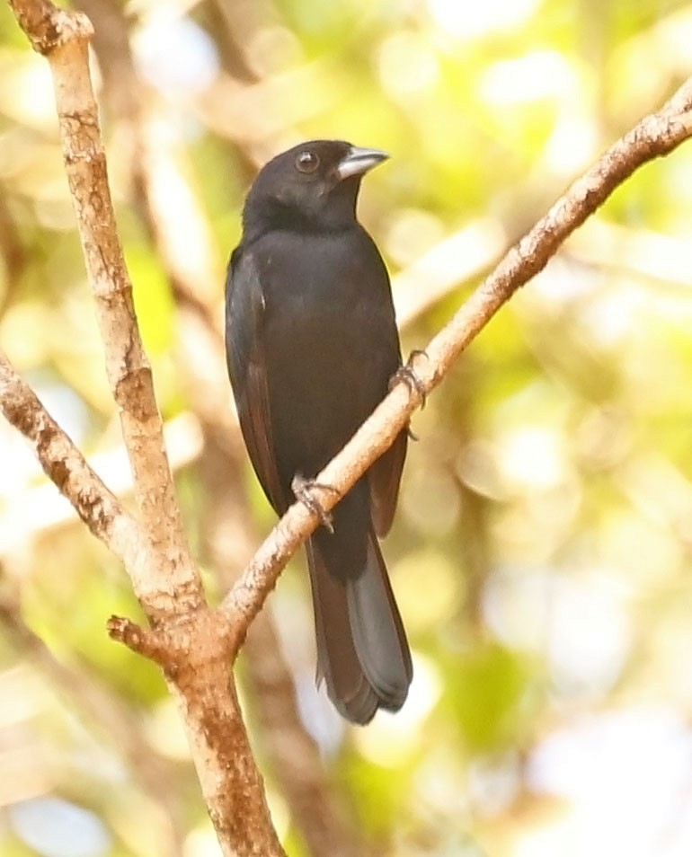 Red-shouldered Tanager - ML610169975