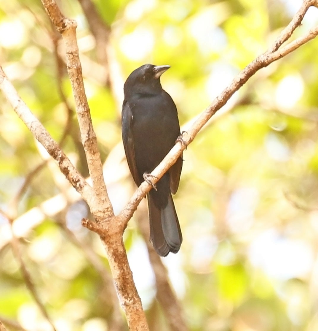 Red-shouldered Tanager - ML610169976