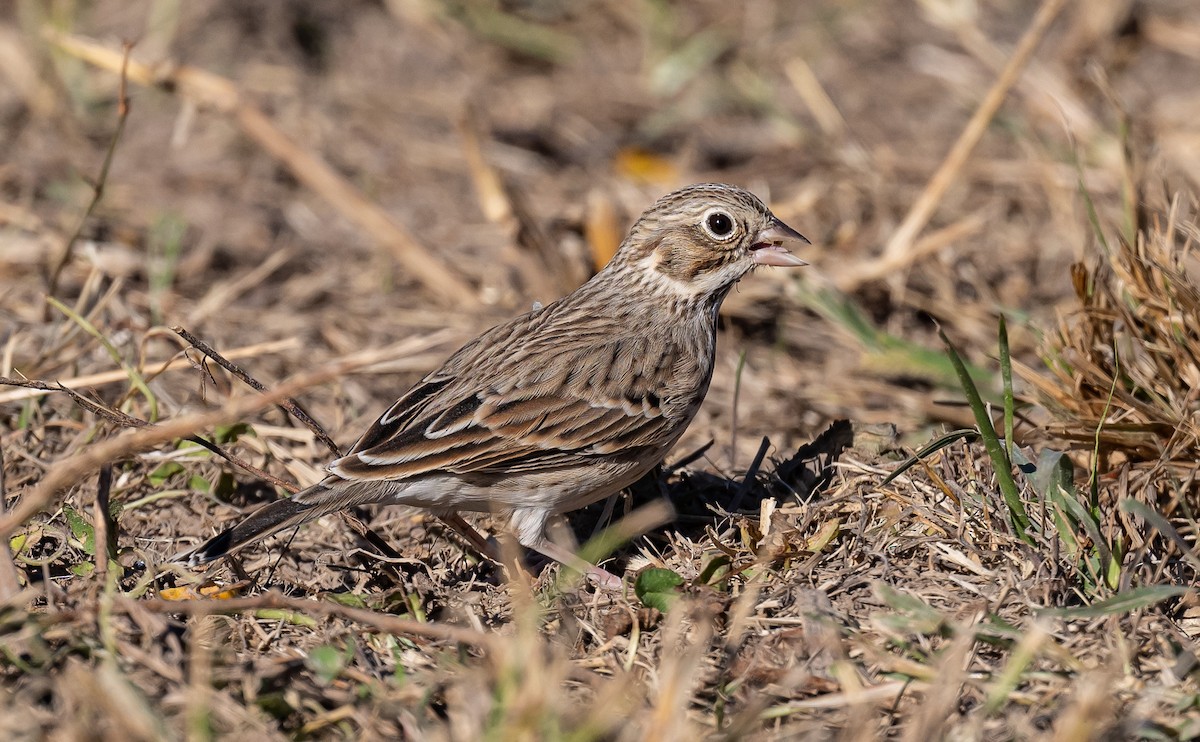 Vesper Sparrow - Taylor Long