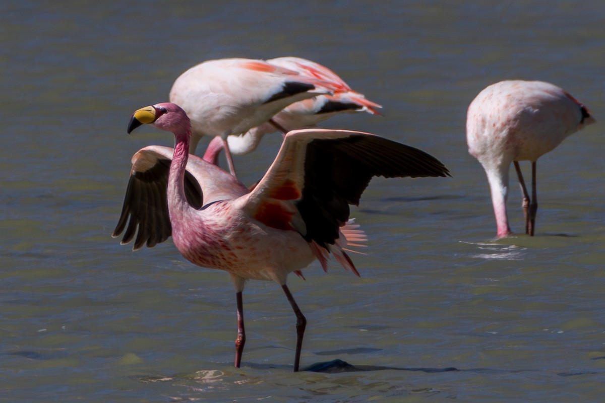 James's Flamingo - ML610170007