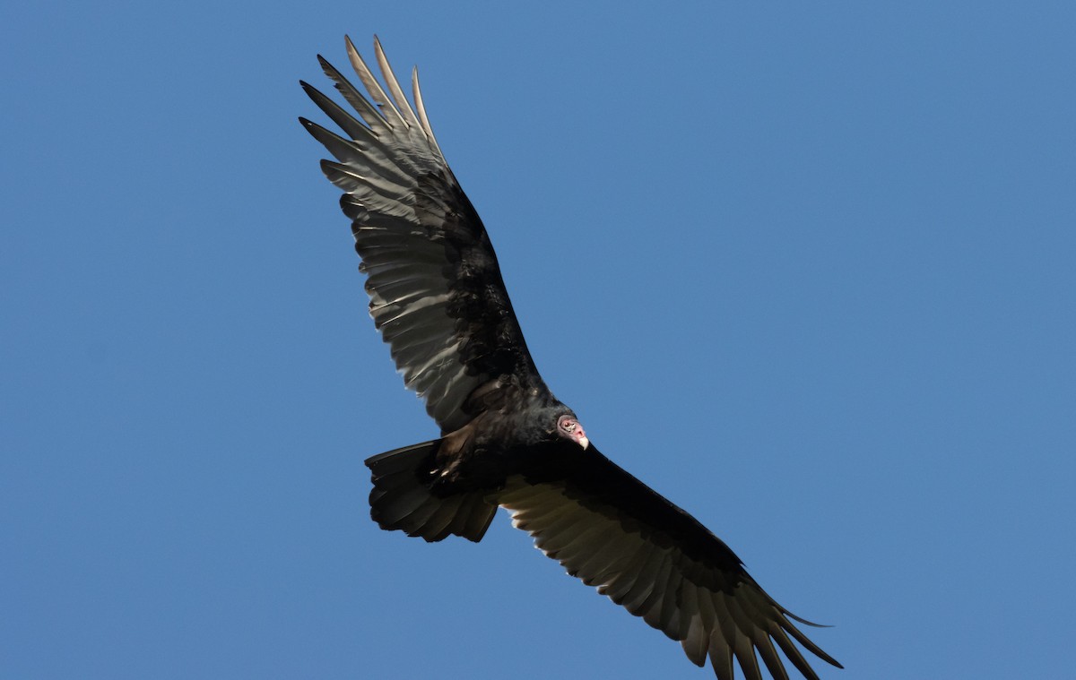 Turkey Vulture - ML610170257