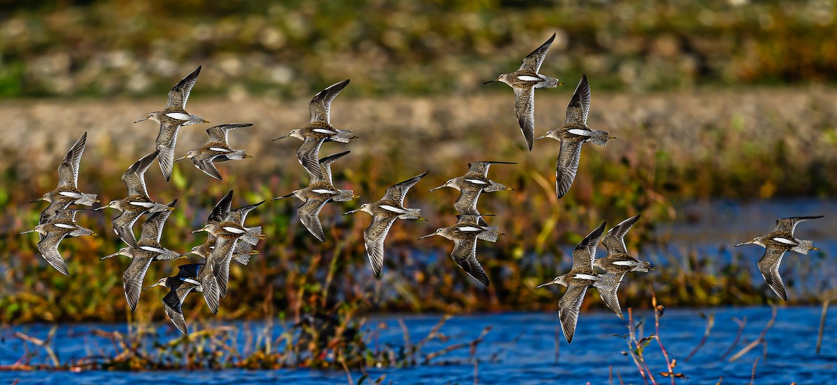 Long-billed Dowitcher - ML610170325