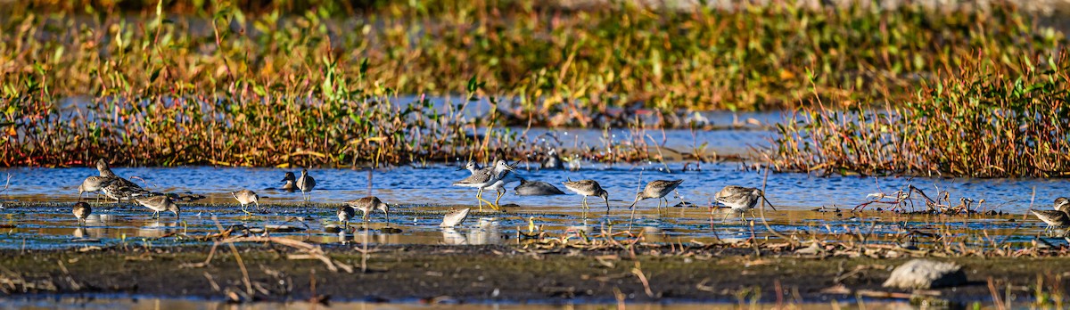 Long-billed Dowitcher - ML610170352