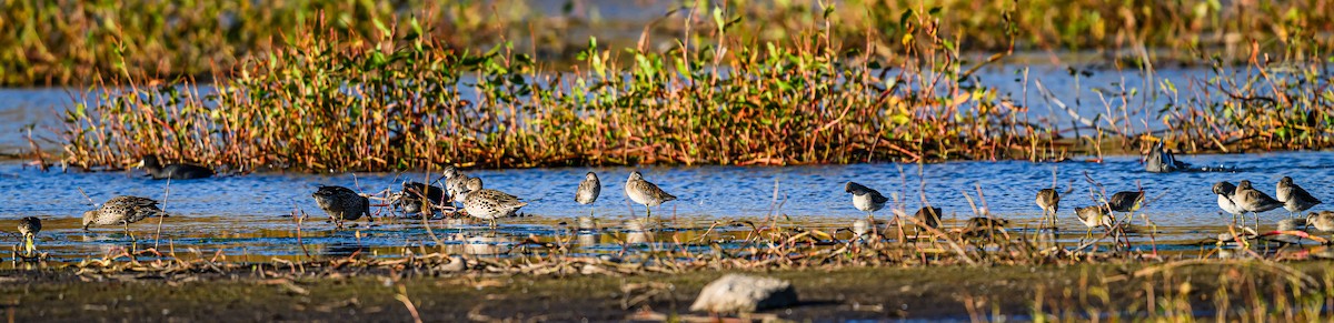 Long-billed Dowitcher - ML610170385