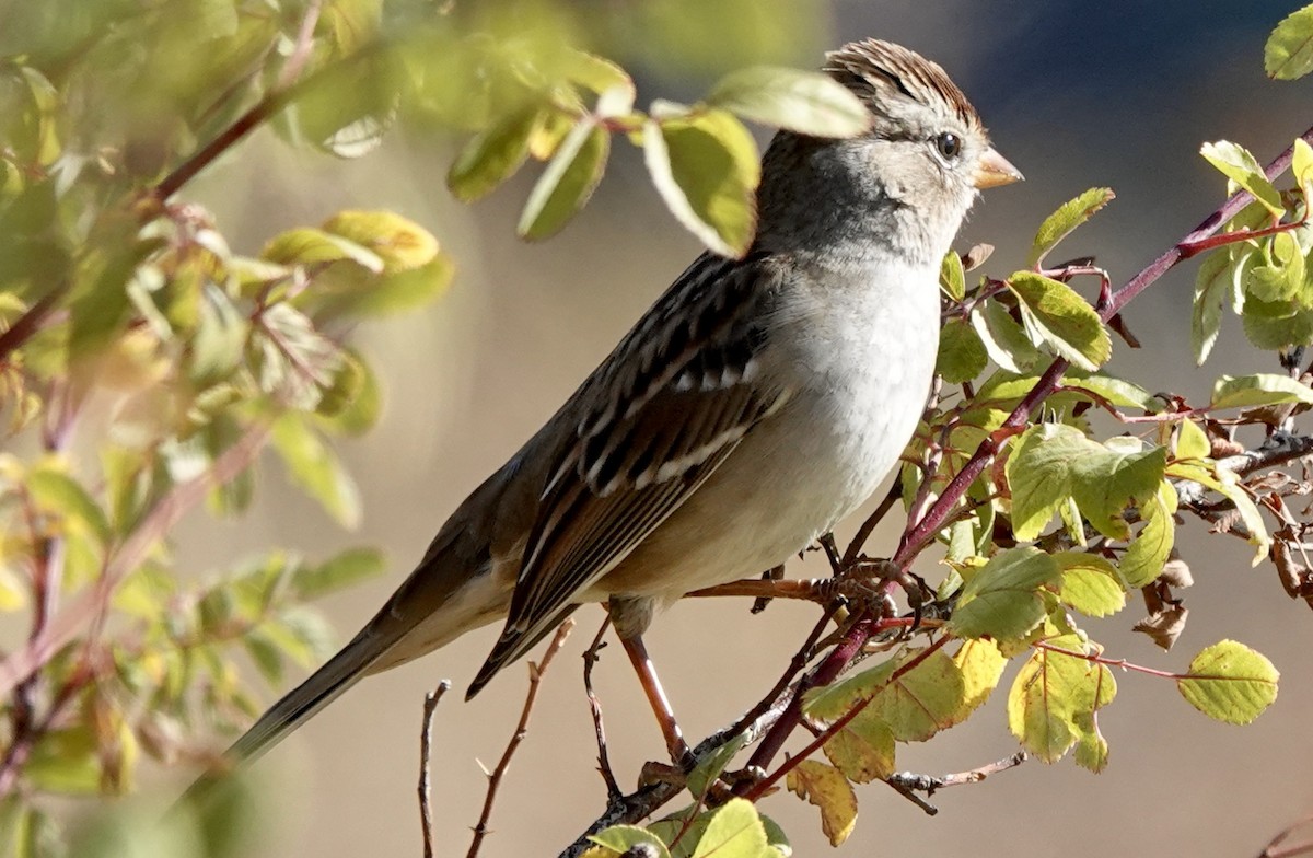 White-crowned Sparrow - ML610170425