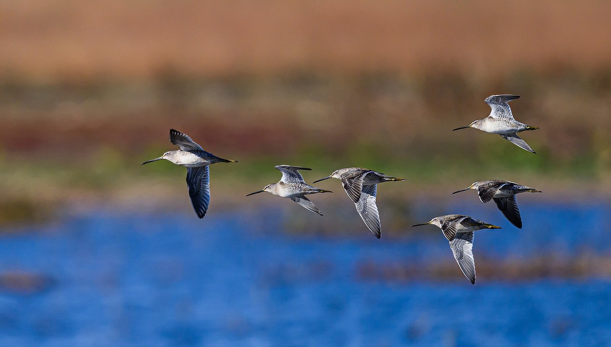 Long-billed Dowitcher - ML610170673