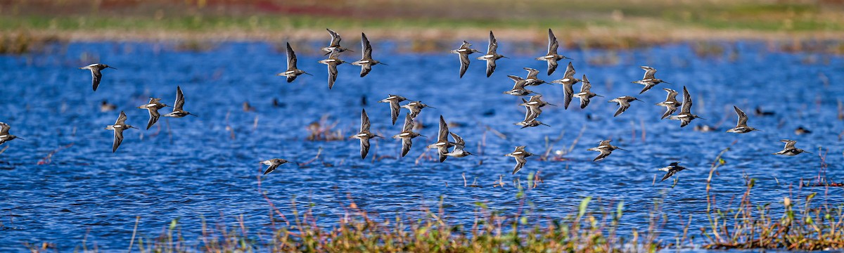 Long-billed Dowitcher - ML610170682
