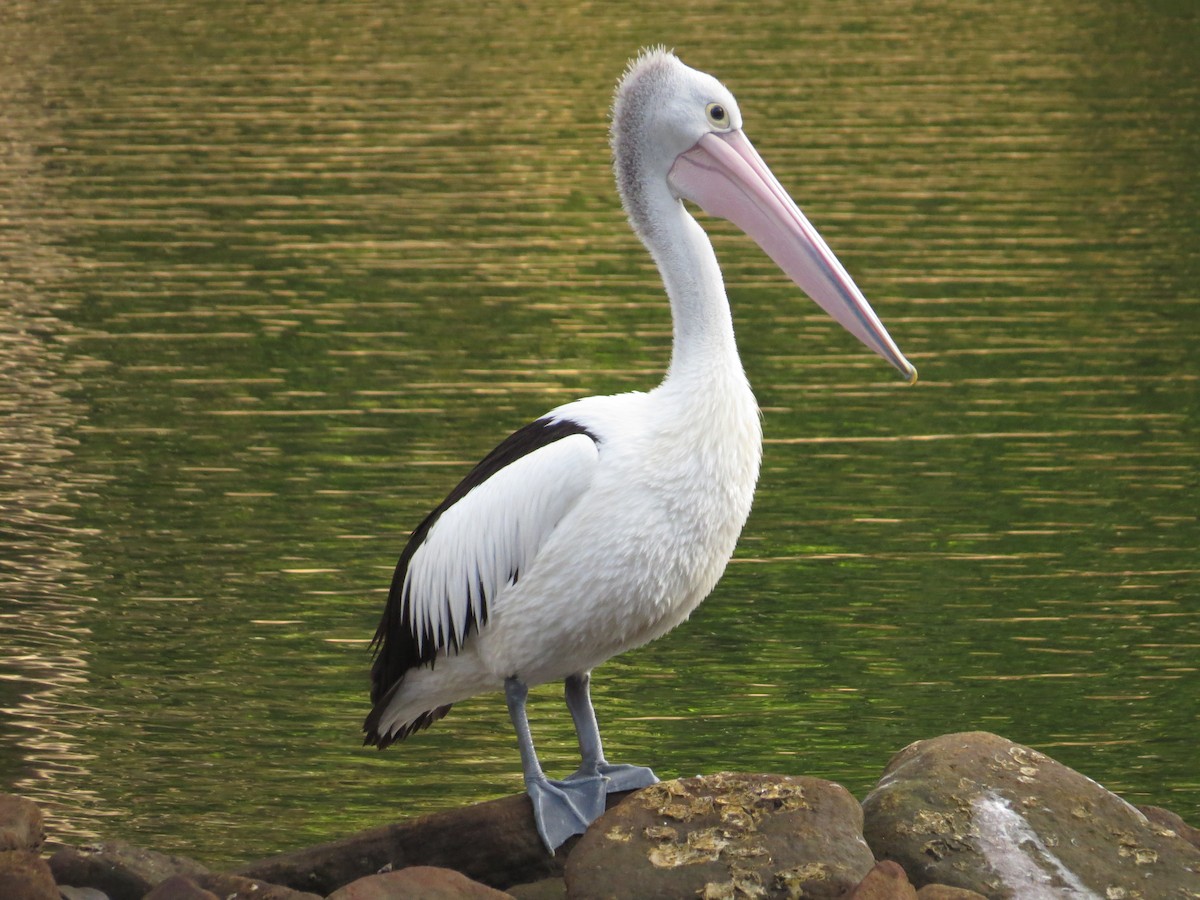 pelikán australský - ML610170711