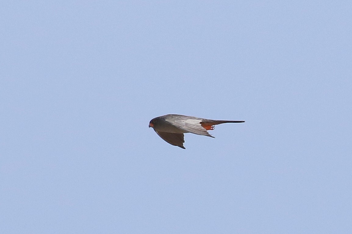 Red-footed Falcon - ML610170843