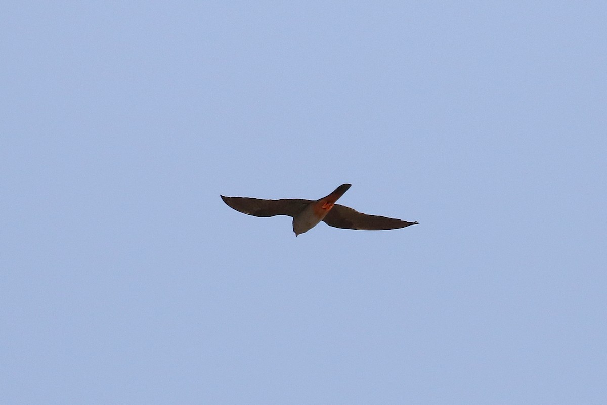 Red-footed Falcon - ML610170844