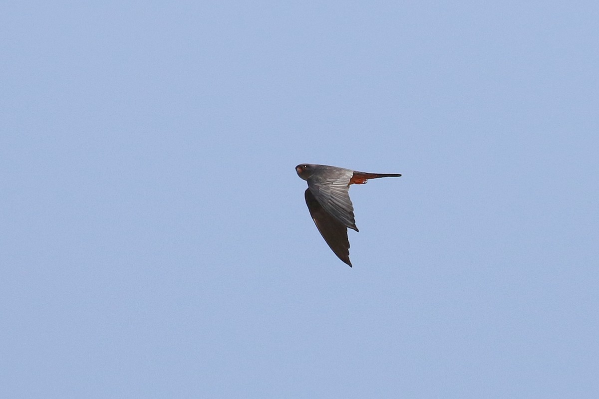 Red-footed Falcon - ML610170845