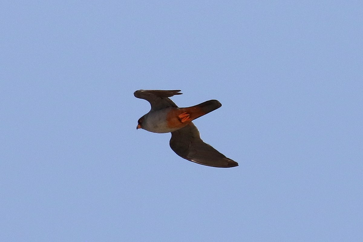 Red-footed Falcon - ML610170847