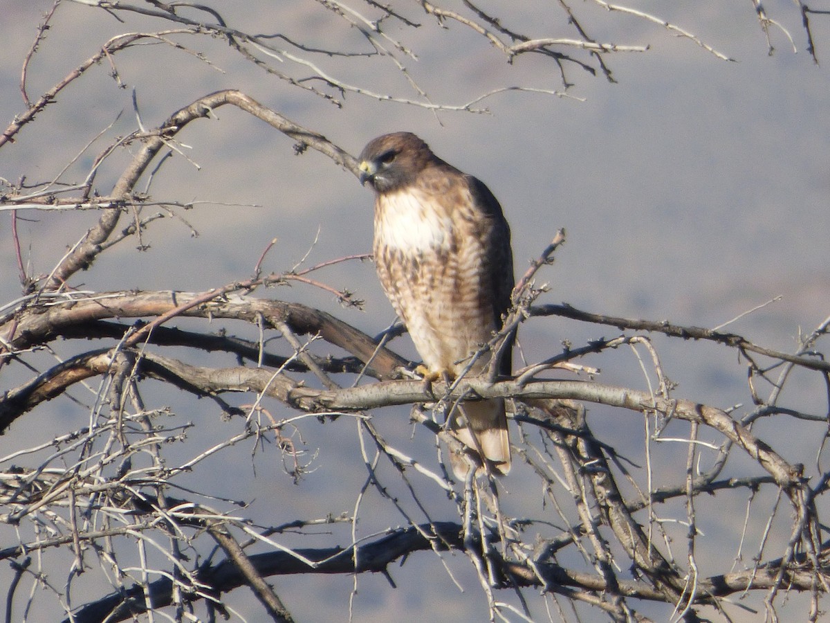 Red-tailed Hawk - ML610171102