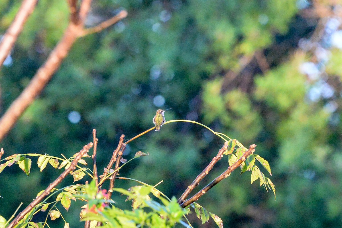 Ruby-throated Hummingbird - ML610171213