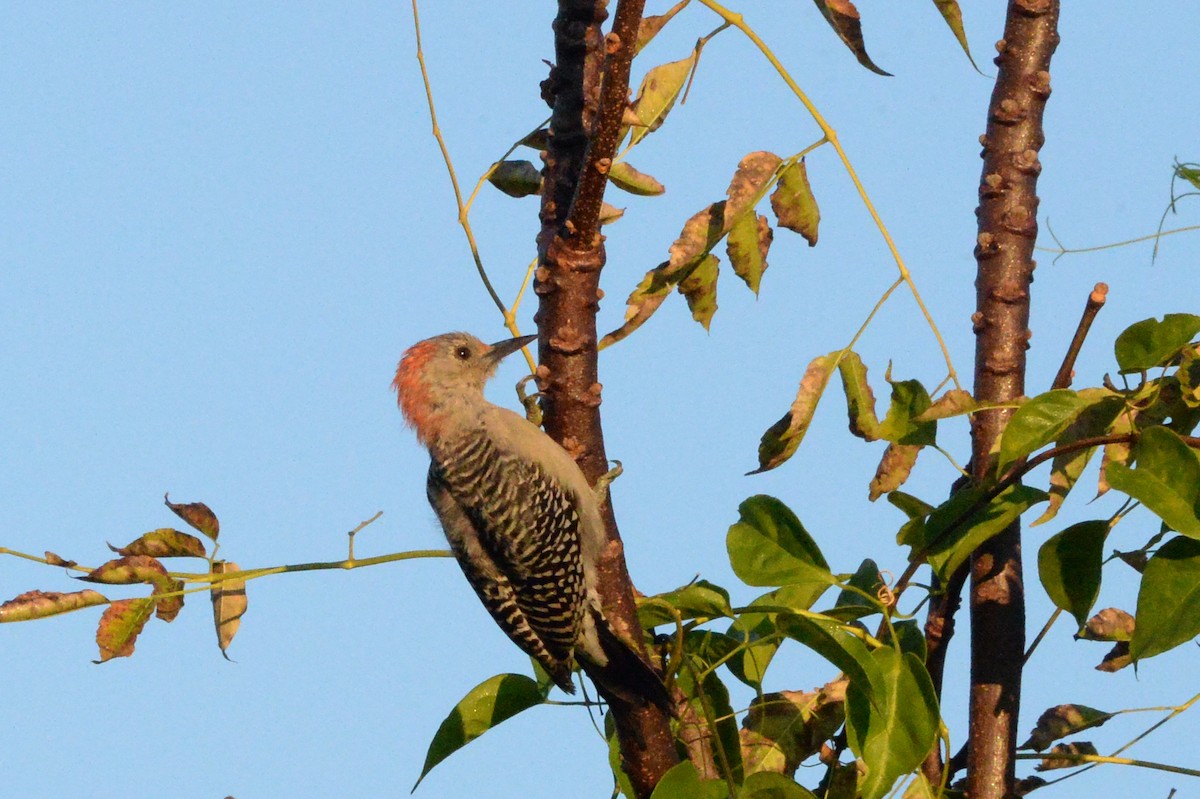 Red-bellied Woodpecker - ML610171221