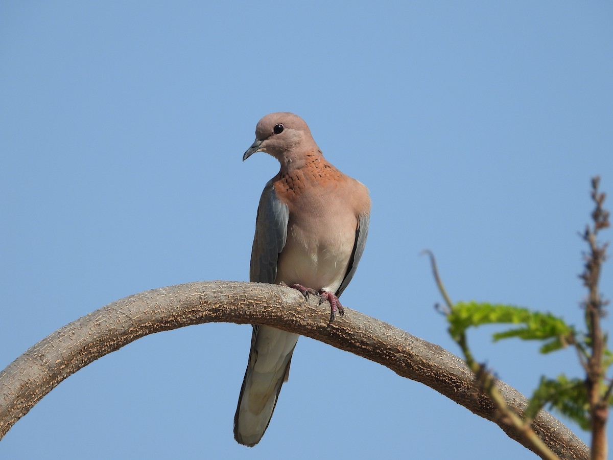 Laughing Dove - ML610171545