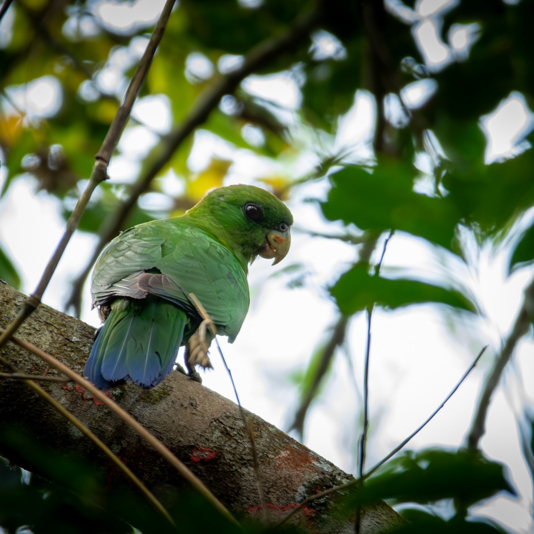Blue-bellied Parrot - Caio Osoegawa