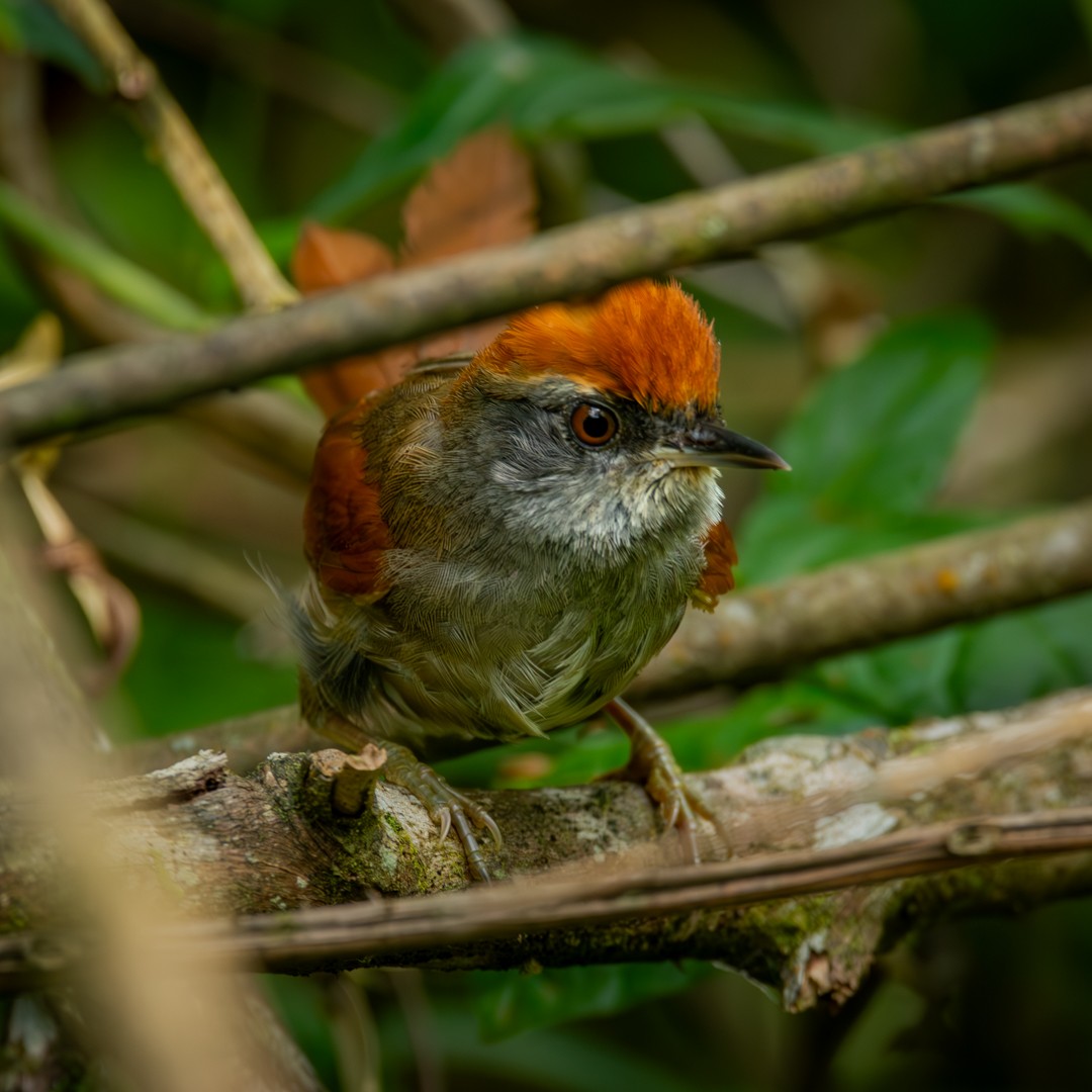 Rufous-capped Spinetail - ML610171938