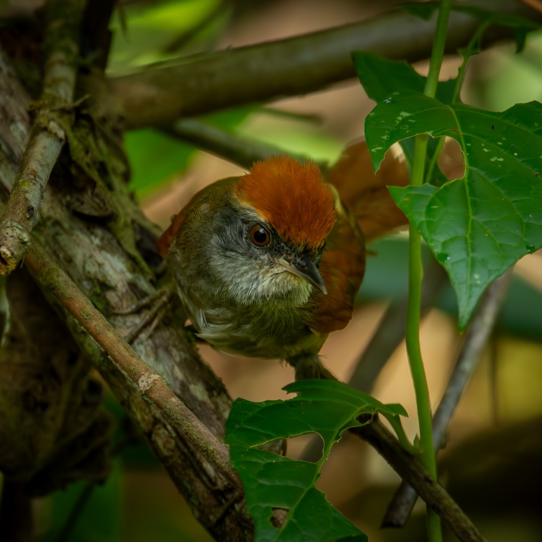 Rufous-capped Spinetail - ML610171940