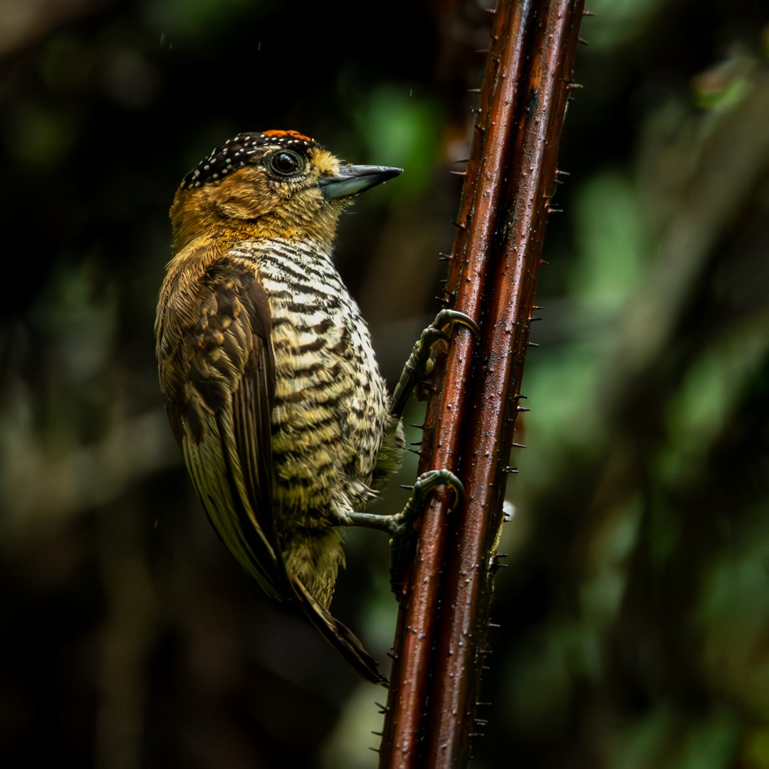 Ochre-collared Piculet - ML610172049