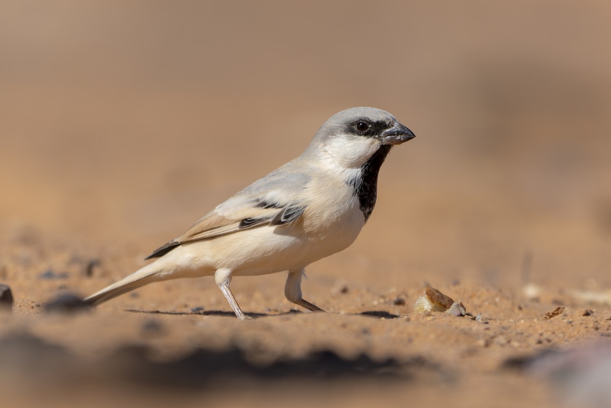 Desert Sparrow - ML610172183