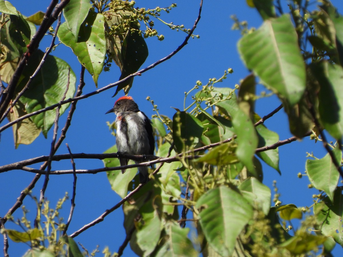 Crimson-crowned Flowerpecker - ML610172188