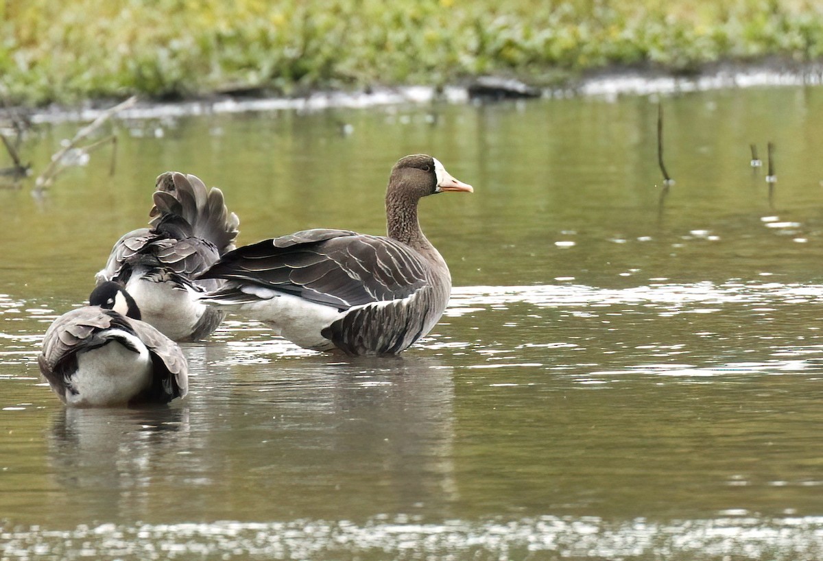 Greater White-fronted Goose - ML610172532