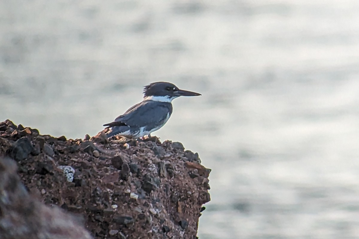 Belted Kingfisher - ML610172634