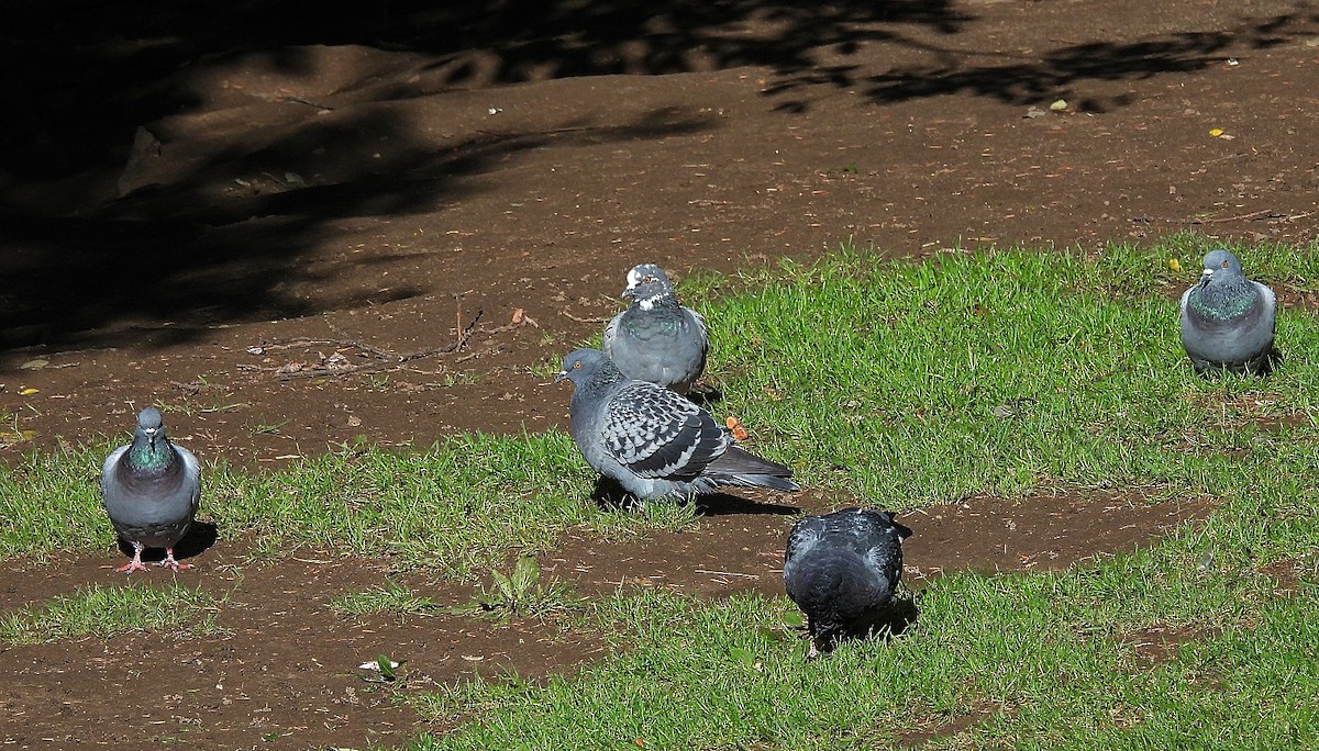 Rock Pigeon (Feral Pigeon) - ML610172724